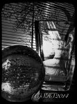 Black and white still of vase in sunlight by susan sheldon nolen